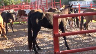 BLM horses unloading at Mexican slaughter plant [upl. by Luing]