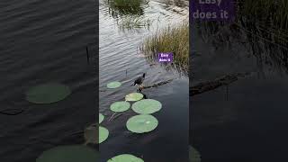 Practicing one’s balance lakelandflorida floridawildlife birdsofyoutube naturephotography [upl. by Ahtibat]