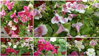 How to Grow and Care Mimulus Plant  Monkey Flowers  Kaise laga kar Dekhbhal kare Mimulus ki [upl. by Sofer]