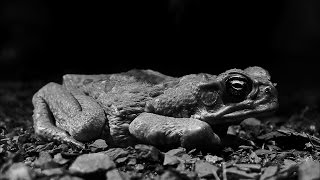 Invasion Of The Deadly Cane Toads  Australia with Simon Reeve  BBC [upl. by Nivrek935]