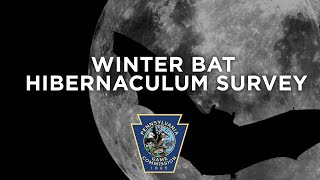 Winter Bat Hibernaculum Survey [upl. by Grannias446]