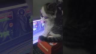 AQWorlds Cat playing aqworlds and so annoying aqworlds aqw gaming games cat catlover [upl. by Siroled977]