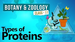 Types of Proteins  Biochemistry of Cell  Biology Class 11 [upl. by Zerdna]