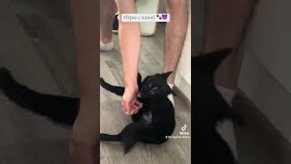 schipperke собака шипперке [upl. by Yejus]