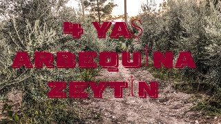 4 YAŞINDA ARBEQUİNAARBEKUNA İSPANYOL  ZEYTİN BAHÇESİ arbequina zeytin [upl. by Aivyls]