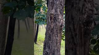 Turia gate pench tigress pench tigers nature shortvideo [upl. by Anirpas780]