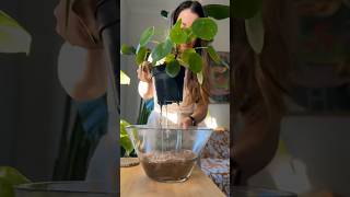 Bottom watering indoor houseplants timelapse Watering my Pilea Peperomia Anthurium Philodendron [upl. by Goeselt112]