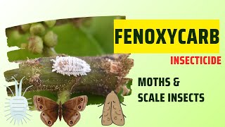 Fenoxycarb insecticide controlling moths scale insects and other pests on fruits ad vegetables [upl. by Aciraj]