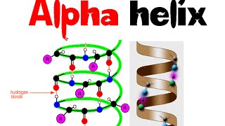 Alpha helix  secondary structure  protein structure [upl. by Previdi608]