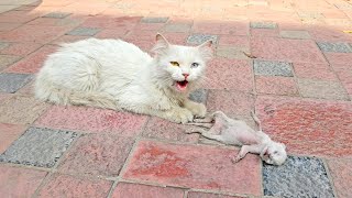 A crying mother cat brought her dying kitten to a man Just unbelieveble [upl. by Domph]