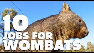 10 Jobs For Wombats [upl. by Yordan]