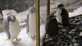 Naissance de deux manchots Adélie dans un zoo mexicain [upl. by Anailuig]