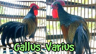 GALLUS variusGreen Jungle Fowl from indonesia [upl. by Bolling64]