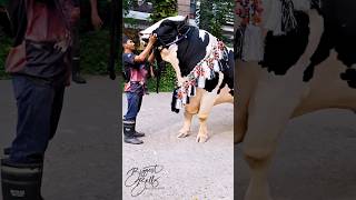 1100 kg Holstein Friesian bull with muscular build and excellent conformation [upl. by Ylam]