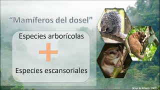 Mamíferos del Dosel Neotropical Quienes son y Qué sabemos de ellos [upl. by Yessej]