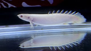 ADDING NEW FISH on my AROWANA TANK  ALBINO BICHIR [upl. by Ahsikahs970]