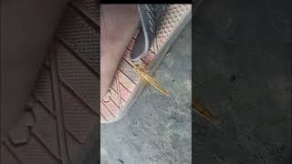 Dragonfly said thank youOMG 😯😲😱😳 birds funny insects  cute love nature shorts viral [upl. by Rora]