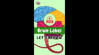 Brain Lobes [upl. by Lecram]