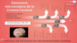 NEUROANATOMÍA ESTRUCTURA MICROSCÓPICA DE LA CORTEZA [upl. by Eerual580]