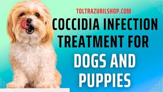 Treating Coccidia in Puppies at Home  Does Toltrazuril Medication Work [upl. by Torp706]