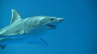 Great White Shark on Exhibit September 2011 [upl. by Aratehs137]