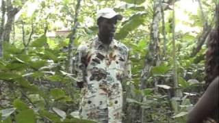 Tetteh Quarshie Cocoa Farm  Mampong Ghana [upl. by Durward]