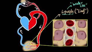 Lymph lymph nodes amp lymphatic system  Life processes  Biology  Khan Academy [upl. by Ztirf645]