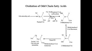 The fate of Propionyl CoA resulting from Oxidation of Odd chain Fatty acids [upl. by Ellerad880]