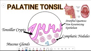 Step by Step Drawing Histological Diagram PALATINE TONSIL [upl. by Frisse774]