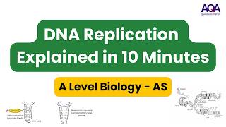 DNA Replication Explained In 10 Mins  AQA ALevel Biology [upl. by Monti698]