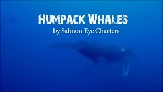 Humpback Whales from Ucluelet and Tofino BC [upl. by Gerk949]