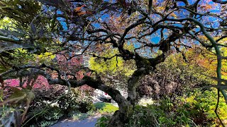 Seattle Japanese laceleaf maple Acer palmatum ‘dissectum’ pruned in mid July  Before amp After [upl. by Nnairrehs657]