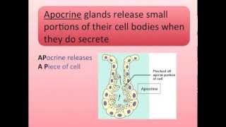 Exocrine Glands Song [upl. by Gardie]