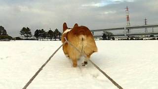 snow amp sled  雪とソリ 20120229 GoroWelsh corgi GoPro HD HERO [upl. by Aneleve677]