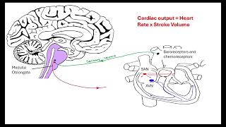 Hormone and neurones on heart rate OCR AALevel Biology Revision 515 Animal response [upl. by Shipman]