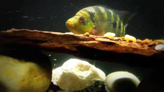 Pyro Trimac Cichlid Breeding Update  10262016 [upl. by Swithbart481]