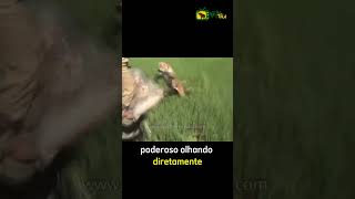 Ataque de tigre tigres wildlife animals animais animaisselvagens [upl. by Oibaf]