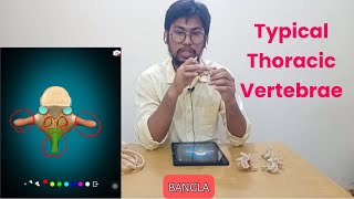 Thoracic Vertebrae Anatomy in Bangla [upl. by Lester]