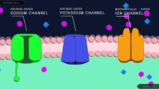 Action Potential in the Neuron [upl. by Eednar]