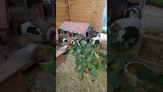 DAS HASELCHAOS 20  haselnuss meerschweinchen animals pets tiere 500subs 500subscribers [upl. by Fahey]