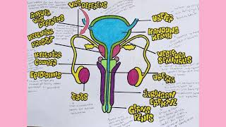 Organ Reproduksi Manusia [upl. by Orgalim]