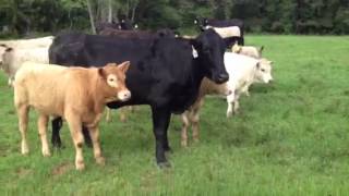 Brangus cows Charolais Calves [upl. by Notnerb190]