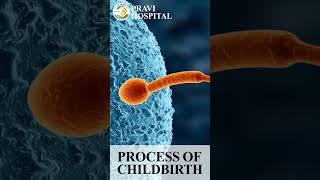 Process Of Child Birth Animation Pravi Hospital [upl. by Rosy882]