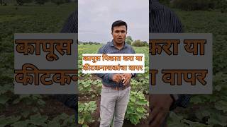 कापूस मावा तुडतुडे फुलकिडे नियंत्रण cotton कापूस flute music love song ashwinlohate [upl. by Sredna386]