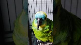 ¡1 LORO DEL AMAZONAS INGRESA A REXCATE 🦜 rescateanimal refugiodeanimales loros animalesexoticos [upl. by Trebor406]