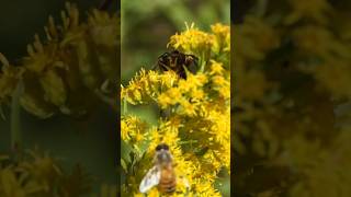 Paper Wasp attacks Honey Bees [upl. by Simara460]