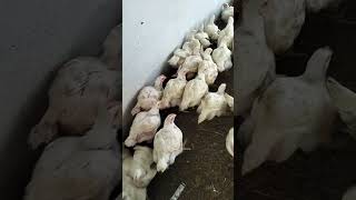 poultry farm video  poltry from business plan  poltry from [upl. by Mara]