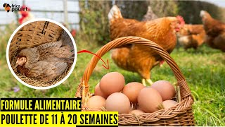 Originale Formule ou Composition DALIMENT POULETTE de 11 à 20 SEMAINES élevage de poulet local [upl. by Jarl753]