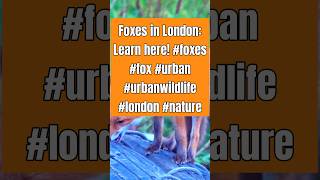 The Rise of Urban Foxes Londons Furry Revolution [upl. by Knapp]