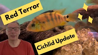 Red Terror Cichlid Mesoheros festae Update [upl. by Homovec]